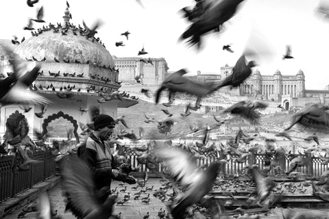 Asha Thadani | Bird feeding, Jaipur, Rajasthan