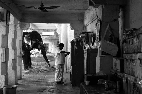 Asha Thadani | Home of a Mahout