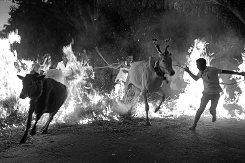 Asha Thadani | Makara Sankranthi Festival, Mandya, Karnataka